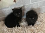 Black Siamese mix - Domestic Cat For Sale - Leominster&comma; MA&comma; US