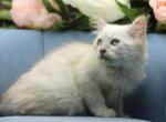Rumina of RomanovCats - Siberian Cat For Sale - Ashburn&comma; VA&comma; US