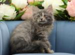 Quora of RomanovCats - Siberian Cat For Sale - Ashburn&comma; VA&comma; US