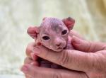 Lil ink - Sphynx Cat For Sale - Conroe&comma; TX&comma; US