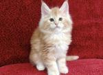 Orange - Maine Coon Cat For Sale - Hollywood&comma; FL&comma; US