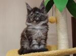 Kisses - Maine Coon Cat For Sale - Hollywood&comma; FL&comma; US