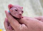 Lil Lucious - Sphynx Cat For Sale - Conroe&comma; TX&comma; US