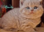 Baksik - British Shorthair Cat For Sale - Pembroke Pines&comma; FL&comma; US