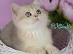 Ozzi&lowbar; - British Shorthair Cat For Sale - Pembroke Pines&comma; FL&comma; US