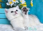 Dior - British Shorthair Cat For Sale - Pembroke Pines&comma; FL&comma; US