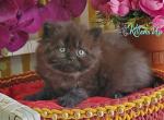 Roman - British Shorthair Cat For Sale - Pembroke Pines&comma; FL&comma; US