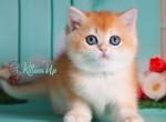 Merinda - British Shorthair Cat For Sale - Norwalk&comma; CT&comma; US