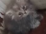 Ragamuffin Persians - Ragamuffin Cat For Sale - New Orleans&comma; LA&comma; US