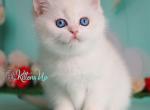 Marvin - British Shorthair Cat For Sale - Norwalk&comma; CT&comma; US