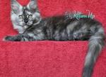 Venera - Maine Coon Cat For Sale - Hollywood&comma; FL&comma; US
