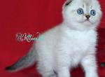 Sim Sim - Scottish Fold Cat For Sale - Hollywood&comma; FL&comma; US