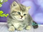 Percy - Munchkin Cat For Sale - Pembroke Pines&comma; FL&comma; US