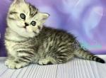 Pixie - Munchkin Cat For Sale - Pembroke Pines&comma; FL&comma; US