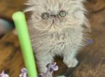 Poppy Lilac Persian - Persian Cat For Sale - PA&comma; US