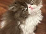 Chocolate bi color peke extreme flat face - Persian Cat For Sale - PA&comma; US