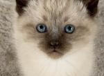 Female siamese - Siamese Cat For Sale - Catasauqua&comma; PA&comma; US