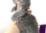 Rare Blue Smoke male maine Coon Kitten - Maine Coon Cat For Sale - Union City&comma; MI&comma; US