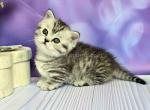 Munchkin standard black silver tabby short leg - Munchkin Cat For Sale - TX&comma; US