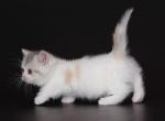 Blue cream calico harlequn munchkin short legs - Munchkin Cat For Sale - TX&comma; US