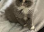 Tucci - Ragdoll Cat For Sale - Oklahoma City&comma; OK&comma; US
