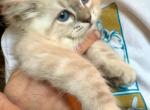 PENDING Seal Lynx Boy - Ragdoll Cat For Sale - Marlborough&comma; MA&comma; US