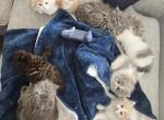 8 weeks Persian Himalayan - Persian Cat For Sale - Las Vegas&comma; NV&comma; US