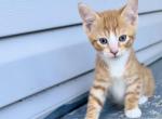Orange  boy - Domestic Cat For Sale - Catasauqua&comma; PA&comma; US