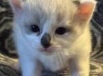 Dots - Snowshoe Cat For Sale - Plainfield&comma; IN&comma; US