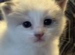 Pearl - Snowshoe Cat For Sale - Plainfield&comma; IN&comma; US