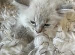 Fluffy longhair kitten - American Longhair Cat For Sale - Agawam&comma; MA&comma; US