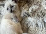 Siamese kittens - Siamese Cat For Sale - Agawam&comma; MA&comma; US