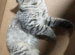 American shorthair kitten - American Shorthair Cat For Adoption - Agawam&comma; MA&comma; US