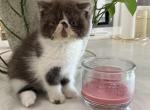 Mr Mustache - Exotic Cat For Sale - TN&comma; US