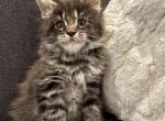 Melissa - Maine Coon Cat For Sale - Jacksonville&comma; FL&comma; US