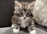 Richard - Maine Coon Cat For Sale - Jacksonville&comma; FL&comma; US