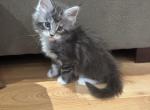 Amin - Maine Coon Cat For Sale - Jacksonville&comma; FL&comma; US