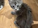 Max - Maine Coon Cat For Sale - Jacksonville&comma; FL&comma; US