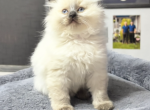 PARIS Ready May 14 - Ragdoll Cat For Sale - Mount Joy&comma; PA&comma; US