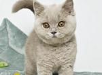 Gloria - British Shorthair Cat For Sale - Hollywood&comma; FL&comma; US