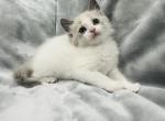 Ragdoll kittens - Ragdoll Cat For Sale - Millsboro&comma; DE&comma; US