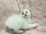 Ragdoll Kitten - Ragdoll Cat For Sale - Millsboro&comma; DE&comma; US