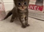 Karma - Maine Coon Cat For Sale - Atlanta&comma; GA&comma; US