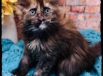 Anna polydactyl black smoke tortie - Maine Coon Cat For Sale - Wisconsin Rapids&comma; WI&comma; US