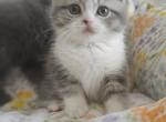 Bentley - British Shorthair Cat For Sale - Grand Rapids&comma; MI&comma; US