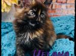 Yelana - Maine Coon Cat For Sale - Wisconsin Rapids&comma; WI&comma; US