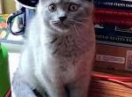 Leia - Scottish Fold Cat For Sale - Molalla&comma; OR&comma; US