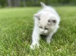 noname - Ragdoll Cat For Sale - West Springfield&comma; MA&comma; US