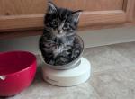Unnamed - Domestic Cat For Adoption - Catonsville&comma; MD&comma; US