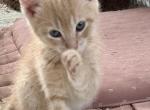 Light tan boy - Domestic Cat For Sale - Catasauqua&comma; PA&comma; US